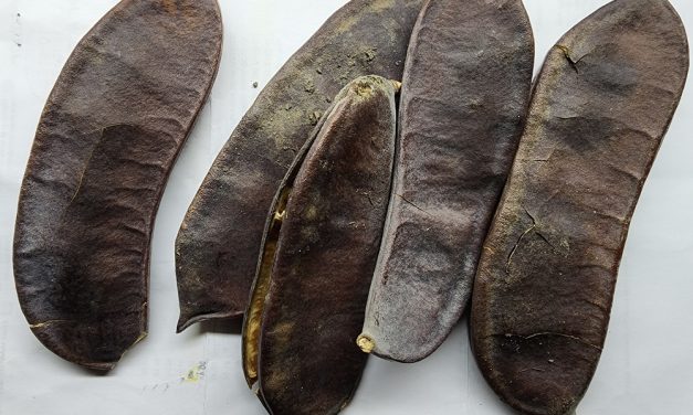 A Comprehensive Guide to Growing a Kentucky Coffeetree from Seed